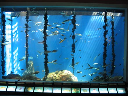 Aquarium Finisterrae - Tanque con peces e índice de especies