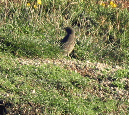fauna_torre.gif