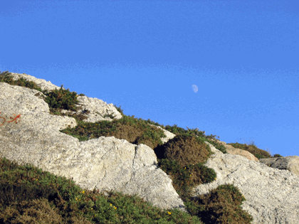 flora_torre2.gif