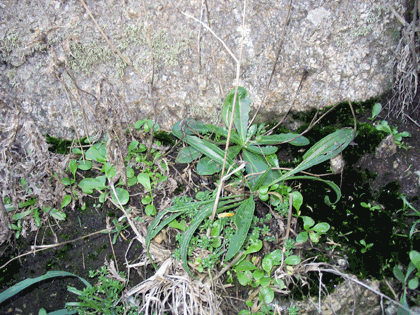 flora_torre3.gif