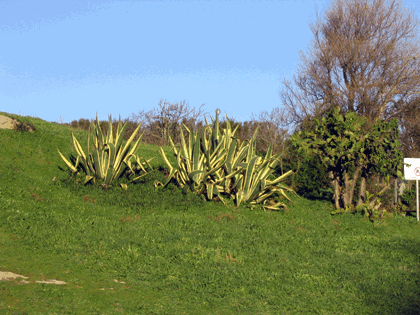 flora_torre4.gif