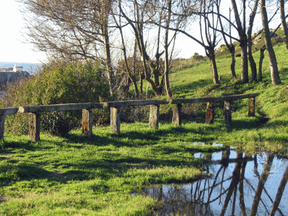 flora_torre6.gif