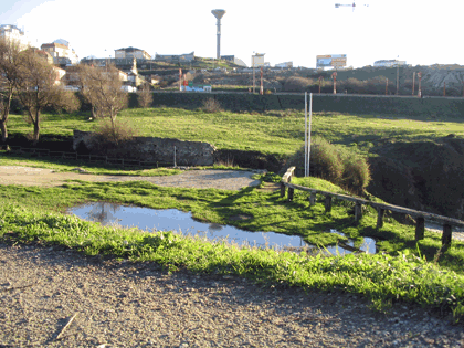 flora_torre7.gif