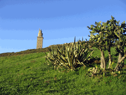 flora_torreprimera.gif